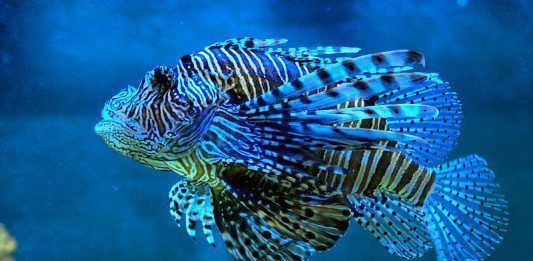 El veneno del Pez León es efectivo contra el cáncer