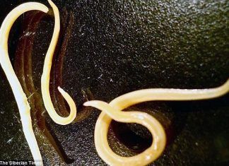 Gusanos congelados reviven