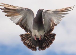 Las palomas mensajeras