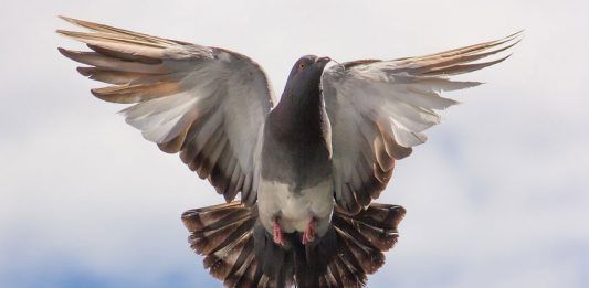 Las palomas mensajeras