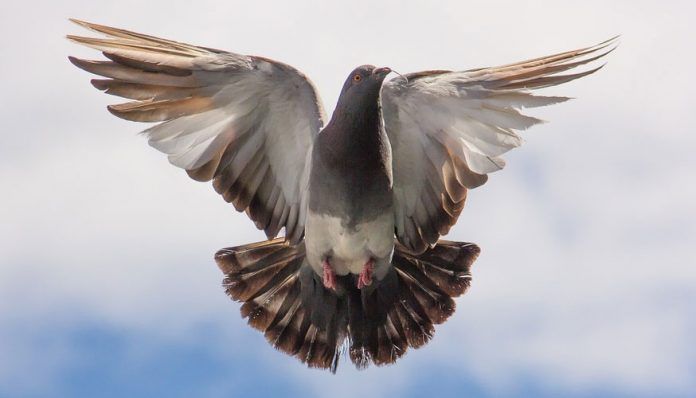 Las palomas mensajeras