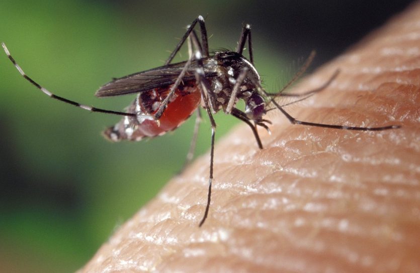 Estos mosquitos molestos también logran transmitir numerosas enfermedades
