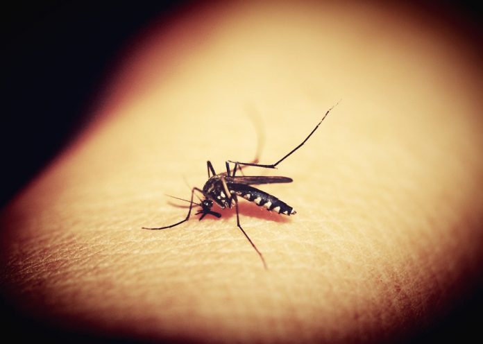 Mosquitos molestos logran detectarnos en la oscuridad