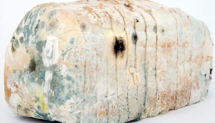 Quitar el moho del pan no es efectivo