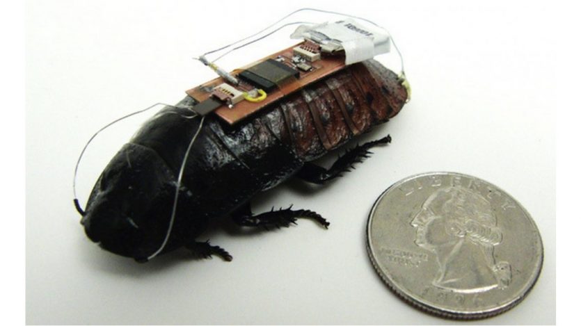 Las cucarachas denominadas biobots