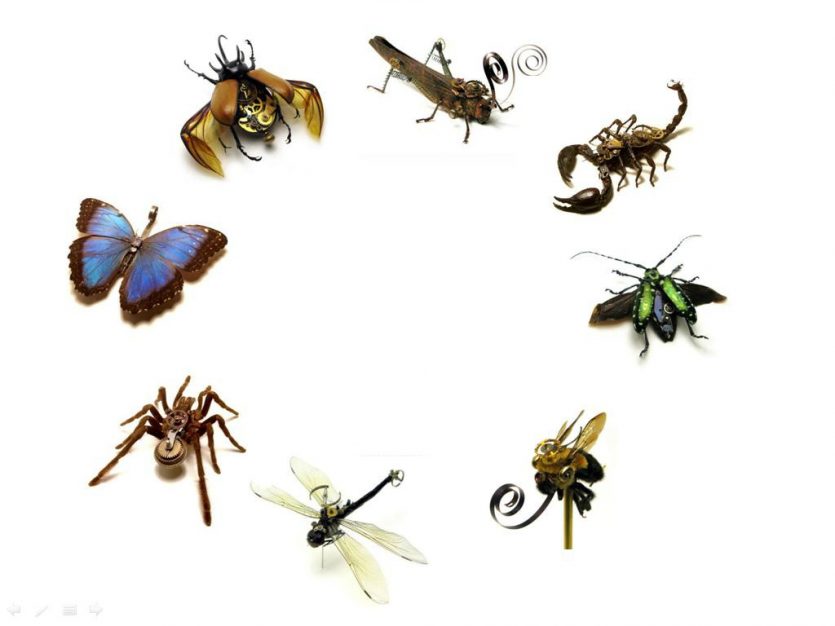 Sabes que cada día se multiplican la cantidad de insectos que existen en el mundo