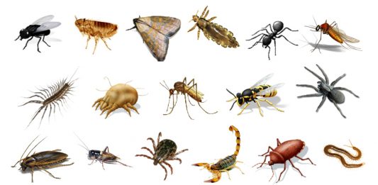 Sabes cuantos insectos habitan el planeta