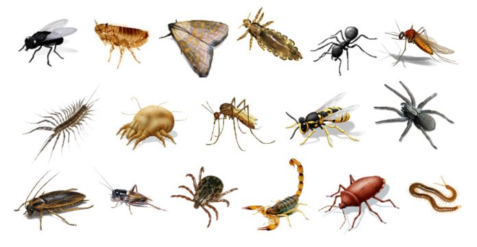 Sabes cuantos insectos habitan el planeta
