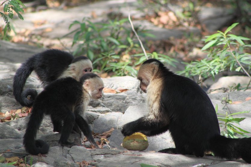 Los monos capuchinos buscan alimentarse con insectos  cuando hay escases de fruta