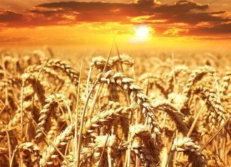 La avena y los cereales