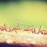 Las hormigas coloradas