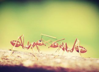 Las hormigas coloradas