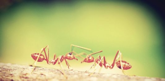 Las hormigas coloradas