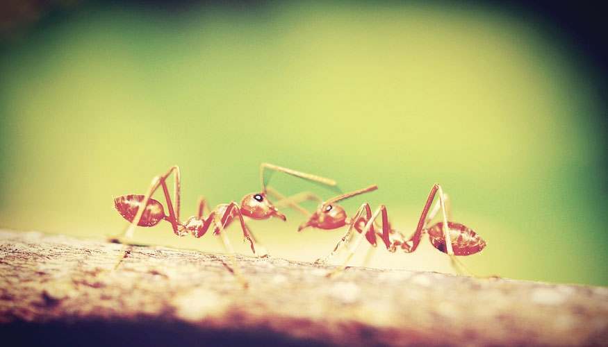 Las hormigas coloradas