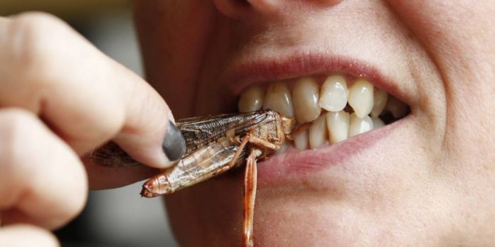 Alimentarse con insectos ¿Eleva la capacidad cognitiva?