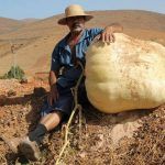 ¿Qué harías con una calabaza de más de 100 kilos? Calabaza