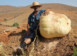 ¿Qué harías con una calabaza de más de 100 kilos? Calabaza