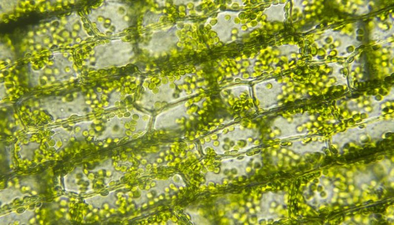 Avances en estudios de la fotosíntesis podrían ser calve en biotecnologías futuras
