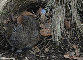 El conejo teporingo nativo de México es declarado oficialmente extinto El conejo teporingo