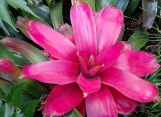 ¿Es posible medir el cambio climático con las Bromelias? Bromelias