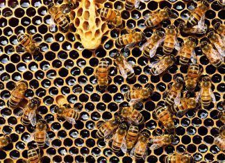 Un herbicida popular sería el causante de que haya menos abejas en el mundo Un herbicida popular