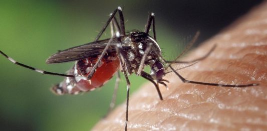 El virus del zika