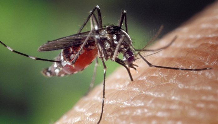 El virus del zika