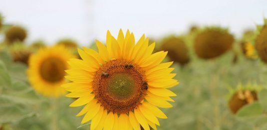 girasoles