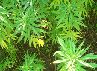 medicamento a base de marihuana