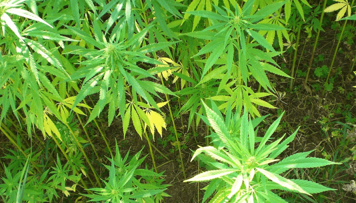 medicamento-a-base-de-marihuana1 medicamento a base de marihuana