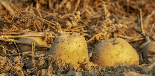 ONU predice menos alimentos