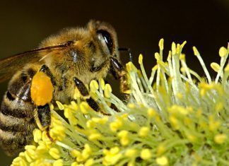Sol: la vida de las abejas se mueve por su luz