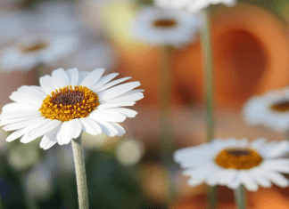 Un protector solar para plantas que las salve del calentamiento global Un protector solar para plantas