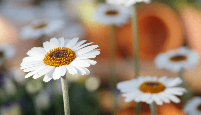 Un protector solar para plantas