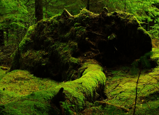 Una planta que se parece a la marihuana pero en medicina es incluso mejor una planta