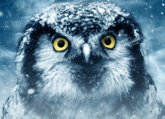 muchos animales han desaparecido