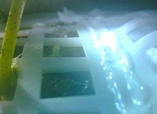 Primeras semillas en la Luna brotan dando paso a colonización sustentable del espacio