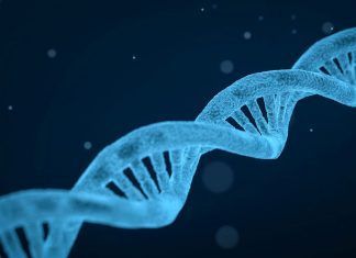 una molécula los genes