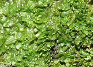 Rádula: una planta que podría tener las mismas propiedades que la marihuana Rádula