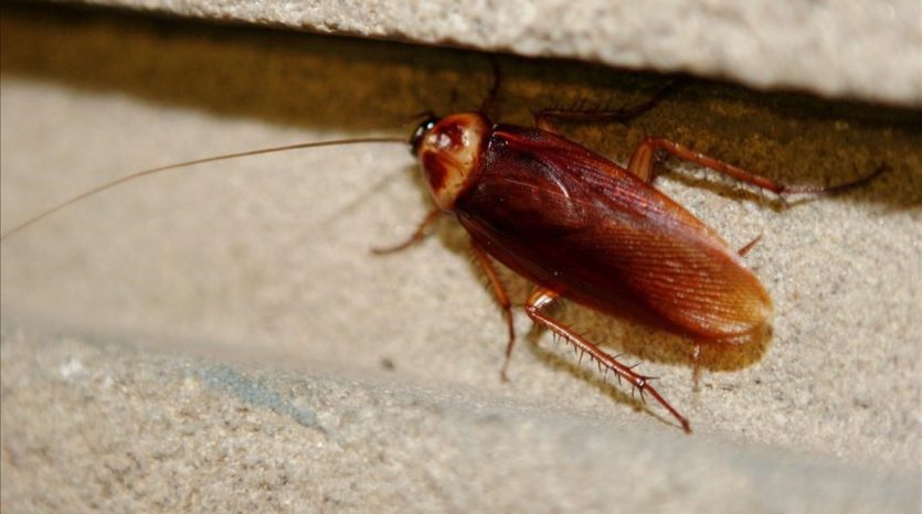 Las cucarachas son muy resistentes y sus genes tienen las claves de por qué