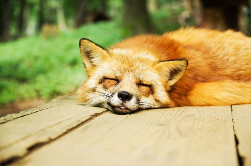 ¿Los animales pueden sobrevivir sin dormir?