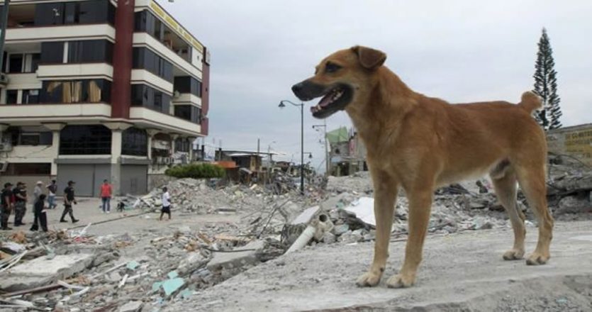 Los animales pueden pronosticar terremotos ¿Cierto o falso?