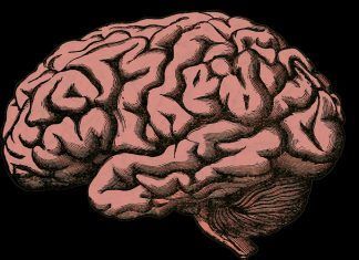 La OMS comparte 10 hábitos que debes evitar para tener un cerebro saludable La oms