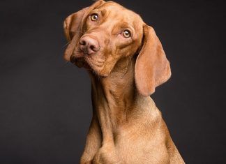 Los perros pueden portar un virus peligroso para las personas los perros