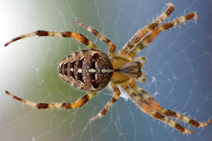 Las arañas más espeluznantes del planeta