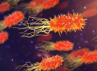 bacterias más resistentes