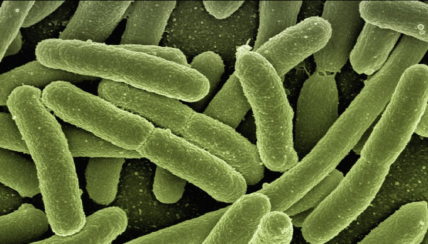 bacterias más resistentes