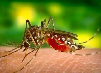 Confirman casos de Chikungunya en España Chikungunya en españa
