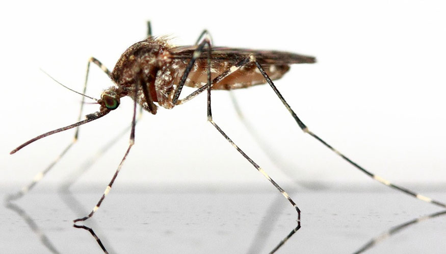 chikungunya en españa