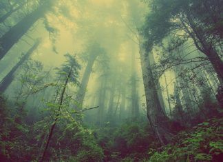 La extinción de plantas despierta alarma en el mundo extinción de las plantas